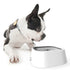 Dog Drinking Water Bowls Floating